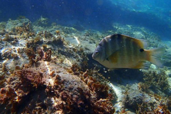 Kalbarri National Park 