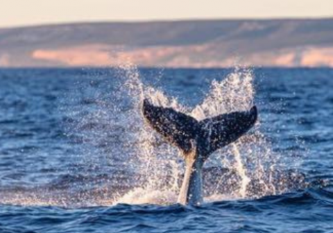 Whale watching Kalbarri Whale watching Kalbarri