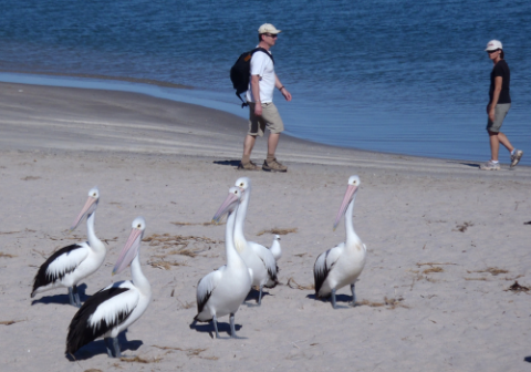 Pelicans Kalbarri Pelicans Kalbarri